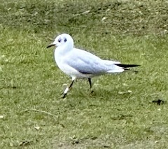 Chroicocephalus ridibundus