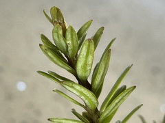 Podocarpus laetus × Podocarpus nivalis