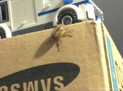 Amphimallon solstitiale