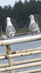 Larus glaucescens × occidentalis