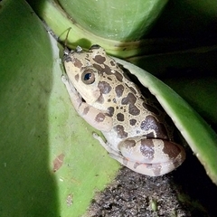 Hylambates maculatus