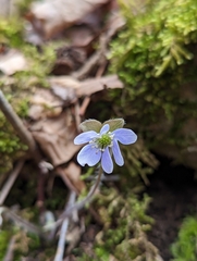 Hepatica americana