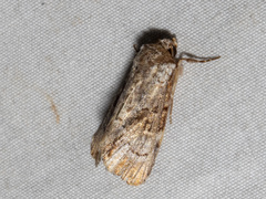 Epicyrtica leucostigma