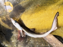 Rhizoprionodon longurio