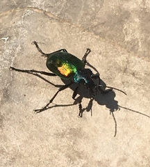 Calosoma sycophanta