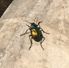 Calosoma sycophanta