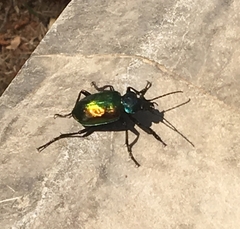 Calosoma sycophanta
