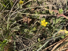 Potentilla verna