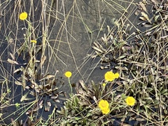 Helenium pinnatifidum
