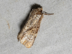 Epicyrtica leucostigma