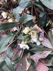 Helleborus