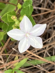 Jacquemontia curtissii