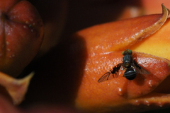 Anomoia purmunda