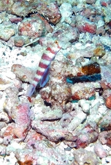 Amblyeleotris wheeleri