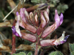 Astragalus malacus