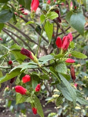 Malvaviscus penduliflorus