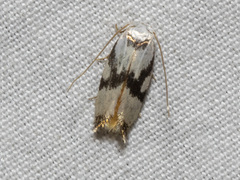 Opostegidae