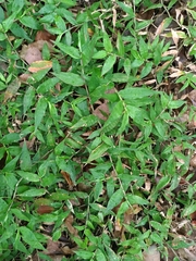 Oplismenus compositus