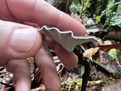 Sanguinoderma rugosum