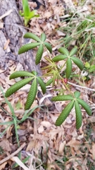 Aesculus pavia