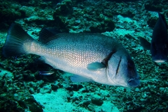 Plectorhinchus gibbosus