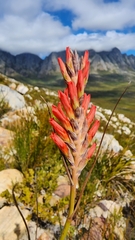 Tritoniopsis triticea