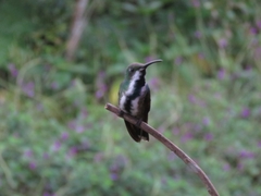 Anthracothorax prevostii