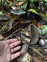Sanguinoderma rugosum