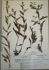 Symphyotrichum ontarionis glabratum