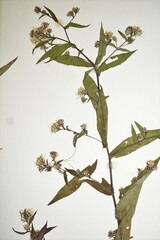 Symphyotrichum ontarionis glabratum