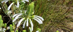 Erica thomae