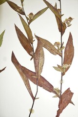 Symphyotrichum ontarionis glabratum