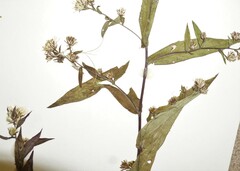 Symphyotrichum ontarionis glabratum