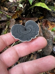 Sanguinoderma rugosum