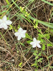 Jacquemontia curtissii
