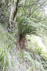 Cyathea capensis