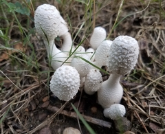 Leucocoprinus cretaceus