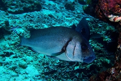 Plectorhinchus gibbosus