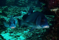 Plectorhinchus gibbosus