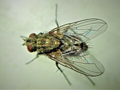 Tachinidae