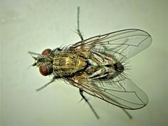 Tachinidae