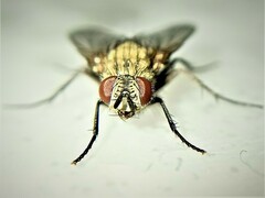 Tachinidae