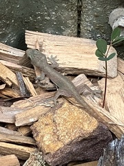 Hemidactylus garnotii