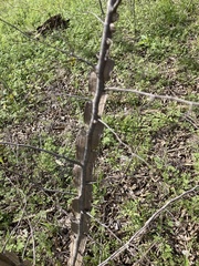 Ulmus alata