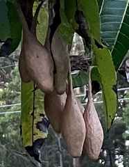 Ordgarius magnificus