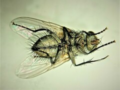 Tachinidae