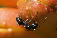 Camponotus fallax