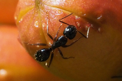 Camponotus fallax