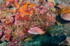 Sargocentron spiniferum