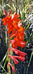 Watsonia schlechteri